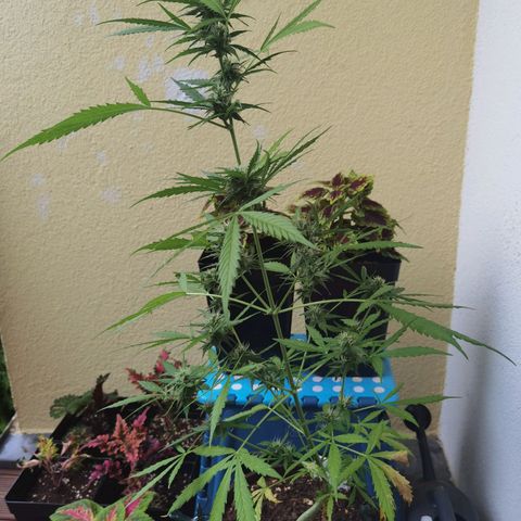 Royal runtz 3l growlog timeline photo