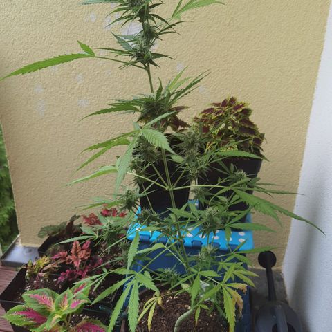 Royal runtz 3l growlog timeline photo