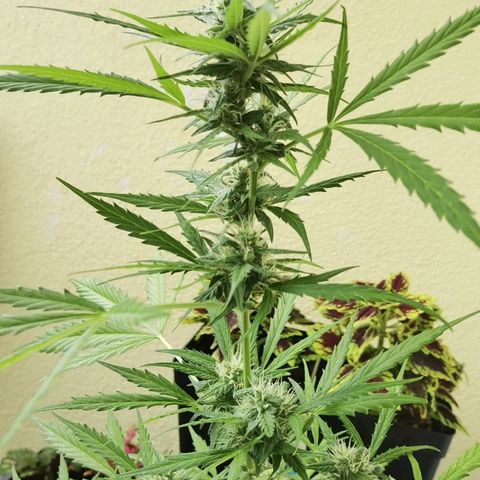 Royal runtz 3l growlog timeline photo