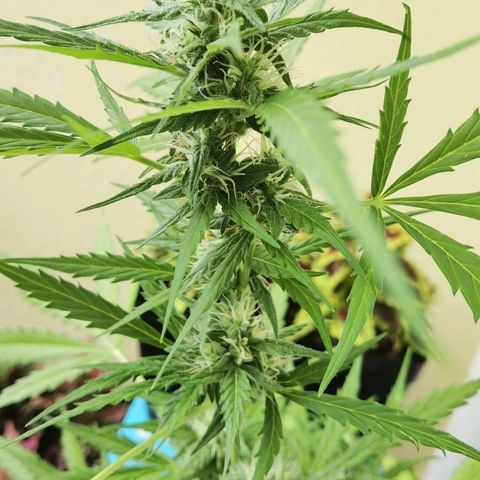Royal runtz 3l growlog timeline photo