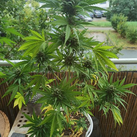 Apple fritter auto 8l growlog timeline photo
