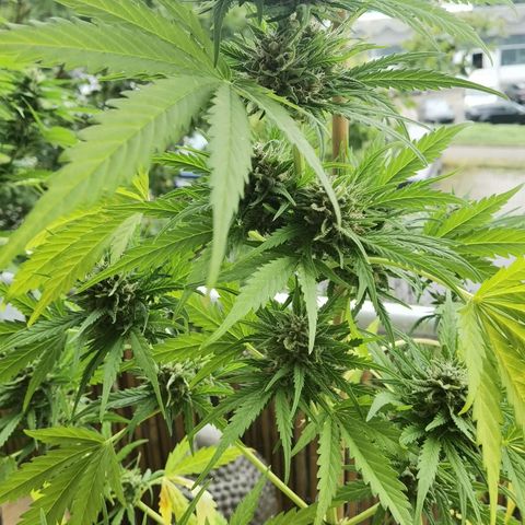Apple fritter auto 8l growlog timeline photo