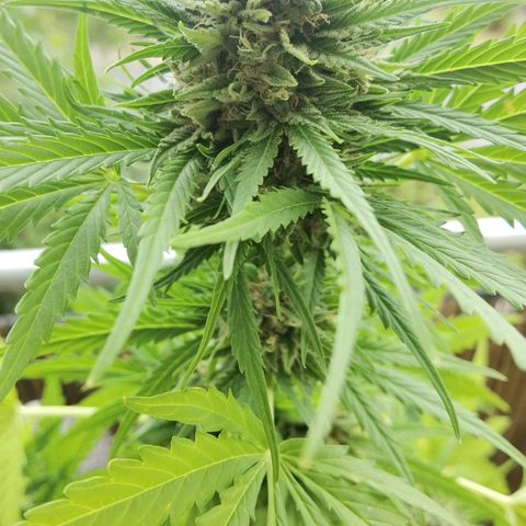 Apple fritter auto 8l growlog timeline photo