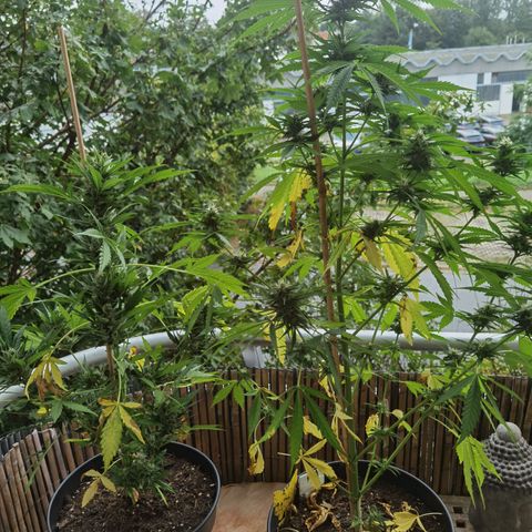 Royal Auto jack/runtz 11l growlog timeline photo