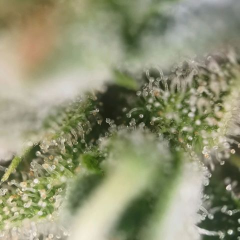 Apple fritter auto 8l growlog timeline photo