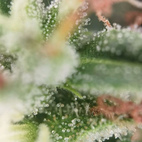 Apple fritter auto 8l growlog timeline photo