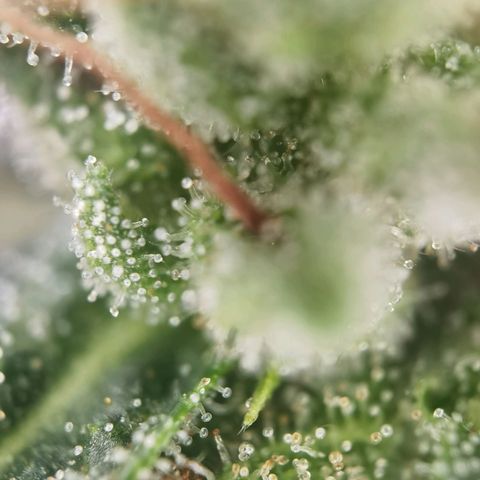 Apple fritter auto 8l growlog timeline photo