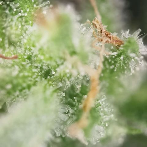Royal Auto jack/runtz 11l growlog photo: Jack 