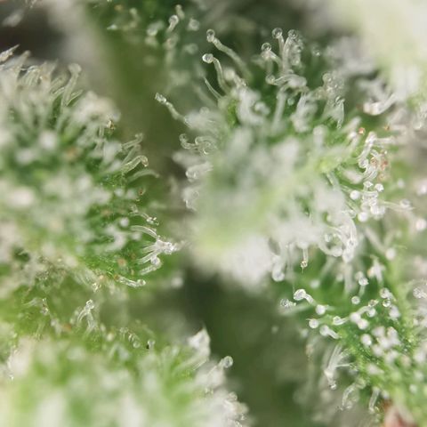 Royal Auto jack/runtz 11l growlog photo: Jack 