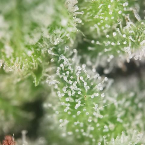 Royal Auto jack/runtz 11l growlog photo: Jack 