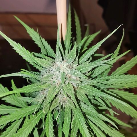 Apple fritter auto 8l growlog timeline photo