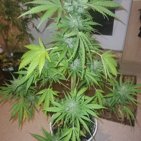 Apple fritter auto 8l growlog timeline photo