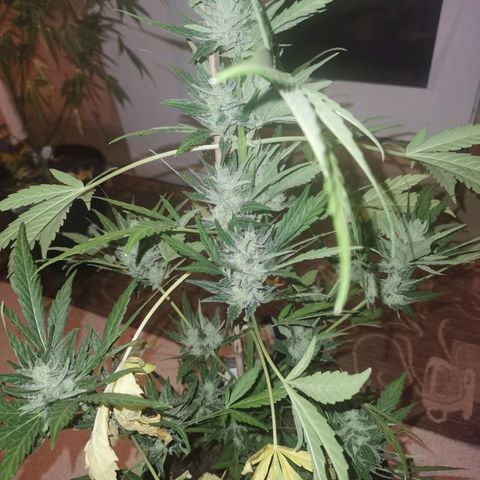 Royal Auto jack/runtz 11l growlog photo: Jack 