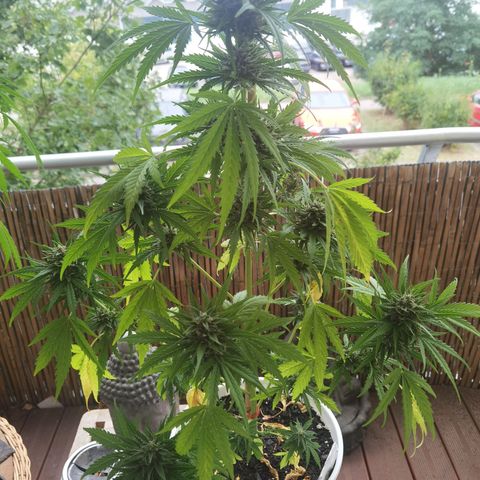 Apple fritter auto 8l growlog timeline photo