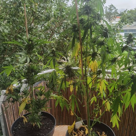 Royal Auto jack/runtz 11l growlog timeline photo