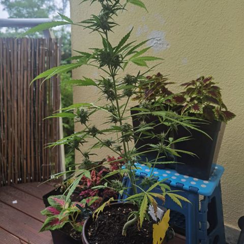 Royal runtz 3l growlog timeline photo