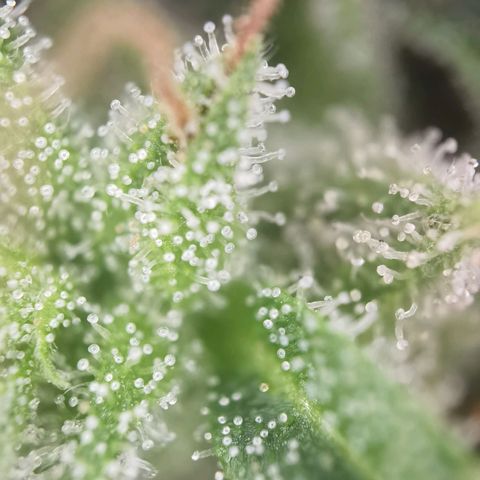 Apple fritter auto 8l growlog timeline photo