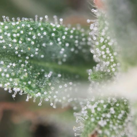 Apple fritter auto 8l growlog timeline photo