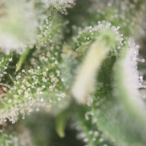 Apple fritter auto 8l growlog timeline photo