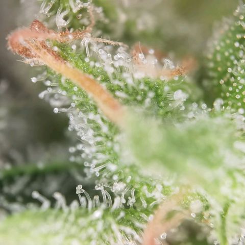 Royal Auto jack/runtz 11l growlog photo: Jack 