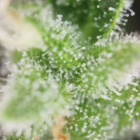 Royal Auto jack/runtz 11l growlog photo: Jack 