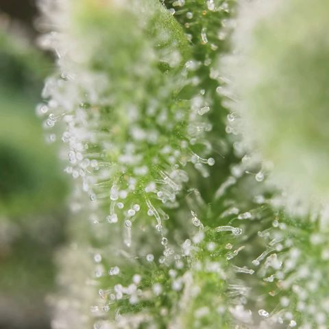 Royal Auto jack/runtz 11l growlog photo: Jack 