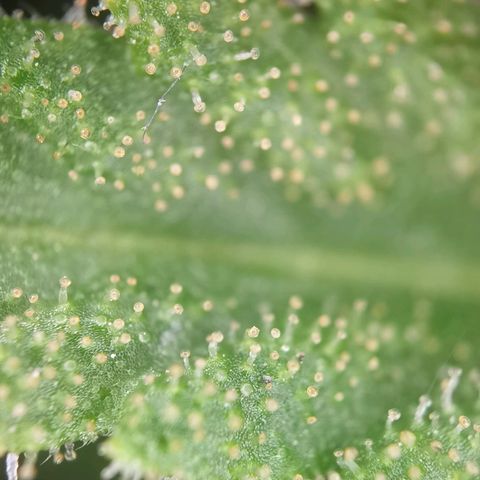 Apple fritter auto 8l growlog timeline photo