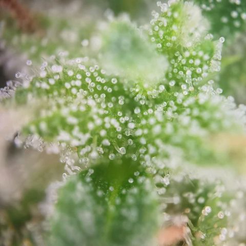 Apple fritter auto 8l growlog timeline photo