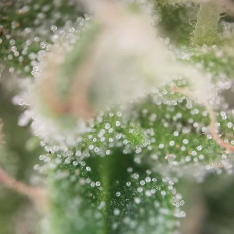 Apple fritter auto 8l growlog timeline photo