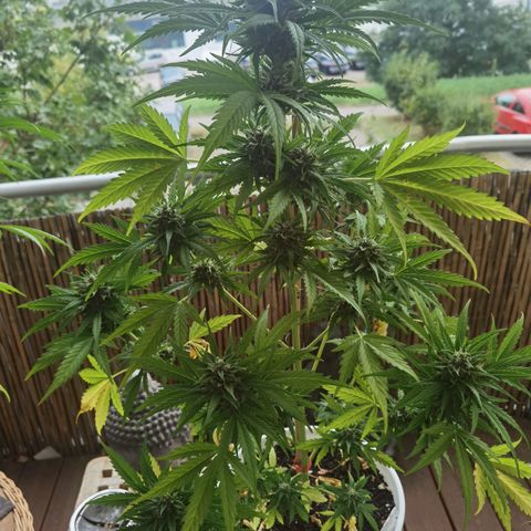 Apple fritter auto 8l growlog timeline photo