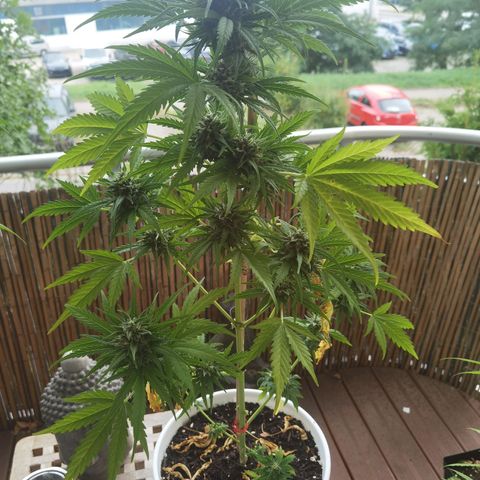 Apple fritter auto 8l growlog timeline photo