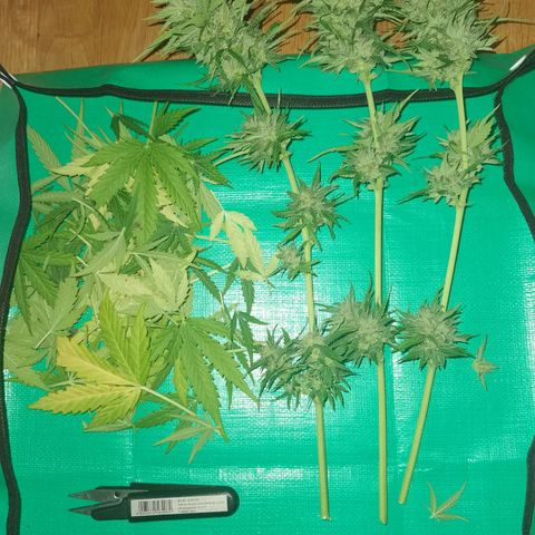 Apple fritter auto 8l growlog timeline photo
