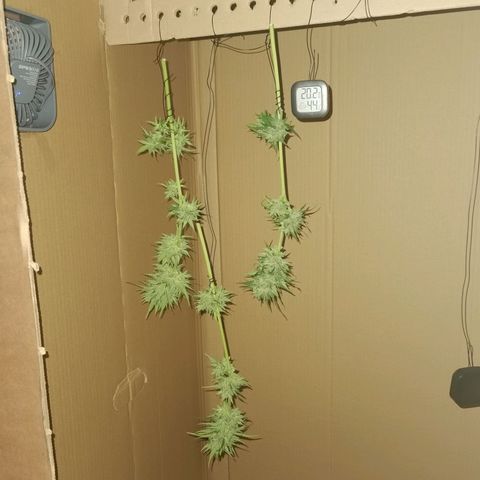 Apple fritter auto 8l growlog timeline photo