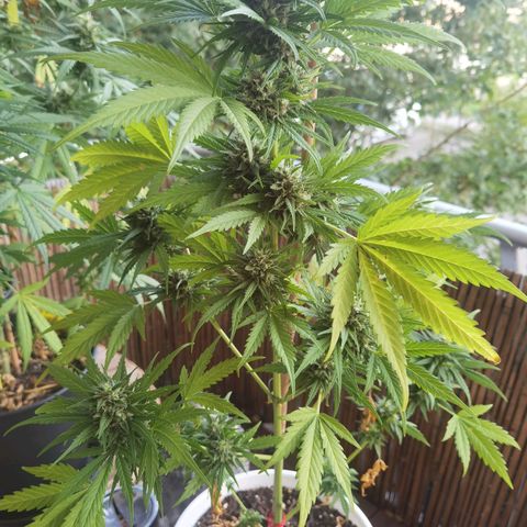 Apple fritter auto 8l growlog timeline photo