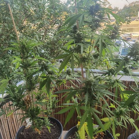 Royal Auto jack/runtz 11l growlog timeline photo