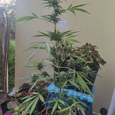 Royal runtz 3l growlog timeline photo