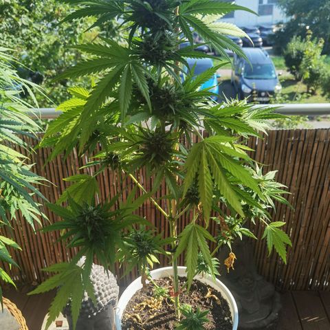Apple fritter auto 8l growlog timeline photo