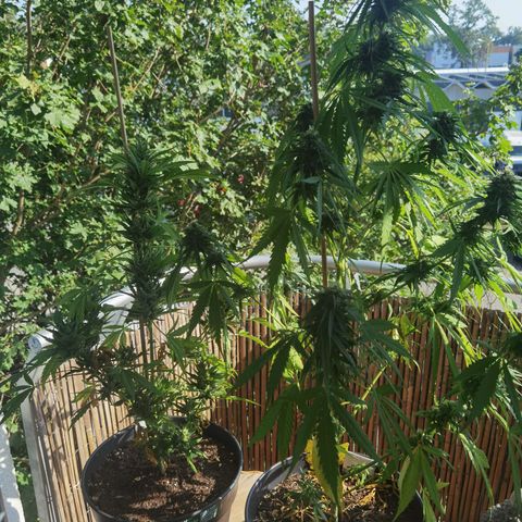 Royal Auto jack/runtz 11l growlog timeline photo
