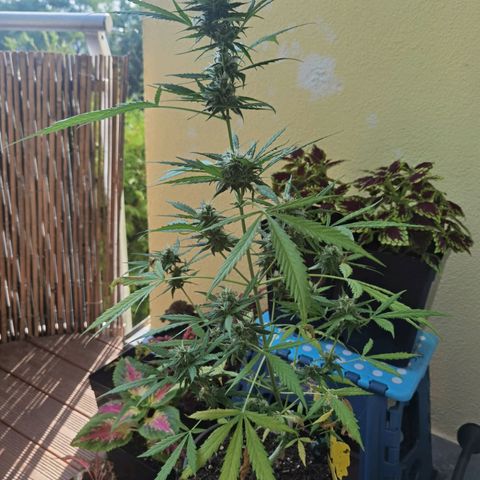 Royal runtz 3l growlog timeline photo