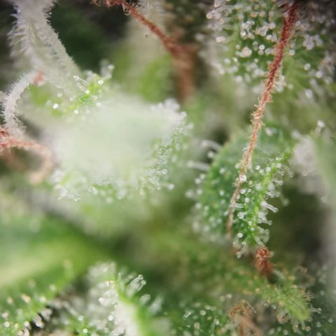 Apple fritter auto 8l growlog photo: Trichome sind überwiegend milchig. Der Rest bernstein und ein paar glässigre.