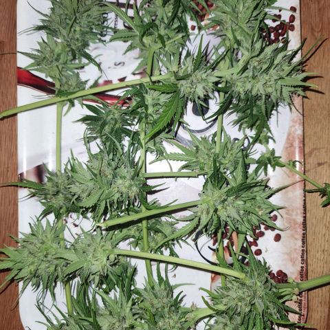 Apple fritter auto 8l growlog photo: Überwiegend trichom freie Blätter abgeschnitten. 