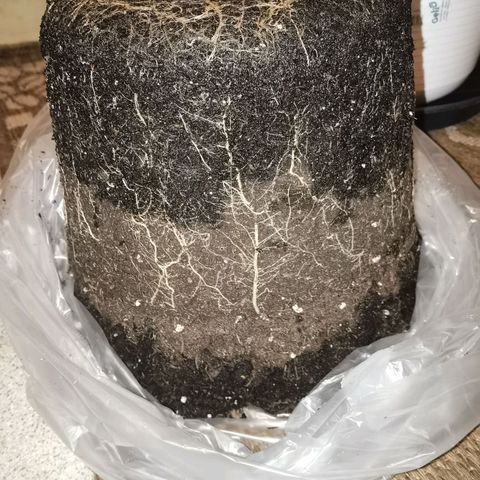 Apple fritter auto 8l growlog photo: Boden ist hauptsächlich unten und etwas oben nass. (habe heute, vor paar Stunden, noch gegossen. (hätte ich mir sparen können.
Der Topf ist gut durchwurzelt, aber auch nicht zu viel. Die hauptwurzel ist ca 13cm obwohl sie noch genug Platz gehabt hätte. Sagt mir das 8 Liter, bei einer automatik, vollkommen ausreicht. 