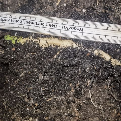 Apple fritter auto 8l growlog photo: Boden ist hauptsächlich unten und etwas oben nass. (habe heute, vor paar Stunden, noch gegossen. (hätte ich mir sparen können.
Der Topf ist gut durchwurzelt, aber auch nicht zu viel. Die hauptwurzel ist ca 13cm obwohl sie noch genug Platz gehabt hätte. Sagt mir das 8 Liter, bei einer automatik, vollkommen ausreicht. 