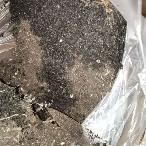 Apple fritter auto 8l growlog photo: Boden ist hauptsächlich unten und etwas oben nass. (habe heute, vor paar Stunden, noch gegossen. (hätte ich mir sparen können.
Der Topf ist gut durchwurzelt, aber auch nicht zu viel. Die hauptwurzel ist ca 13cm obwohl sie noch genug Platz gehabt hätte. Sagt mir das 8 Liter, bei einer automatik, vollkommen ausreicht. 