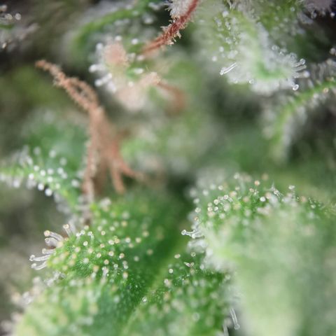 Apple fritter auto 8l growlog photo: Trichome sind überwiegend milchig. Der Rest bernstein und ein paar glässigre.