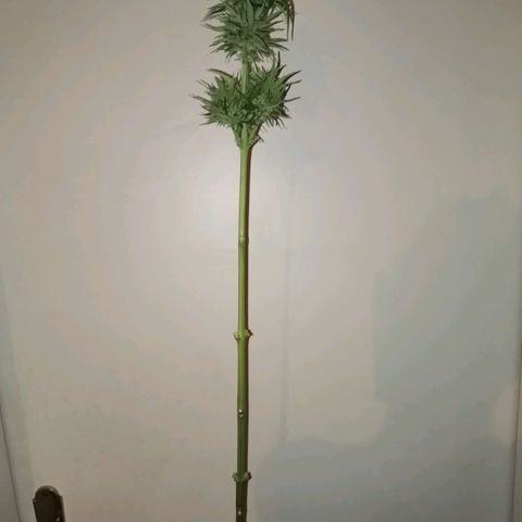 Apple fritter auto 8l growlog photo: Überwiegend trichom freie Blätter abgeschnitten. 