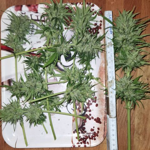 Apple fritter auto 8l growlog photo: Überwiegend trichom freie Blätter abgeschnitten. 