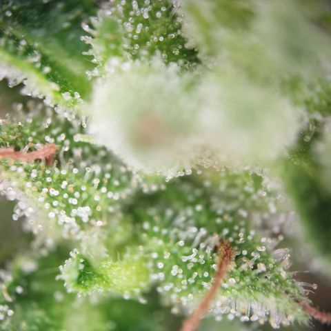 Apple fritter auto 8l growlog photo: Trichome sind überwiegend milchig. Der Rest bernstein und ein paar glässigre.
