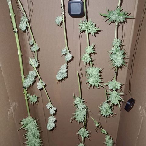 Apple fritter auto 8l growlog photo: Überwiegend trichom freie Blätter abgeschnitten. 