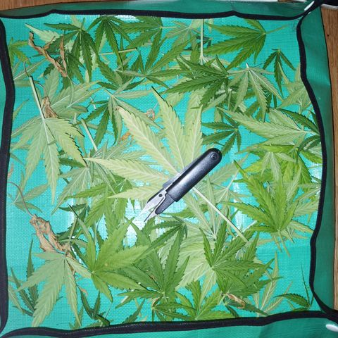 Apple fritter auto 8l growlog photo: Überwiegend trichom freie Blätter abgeschnitten. 